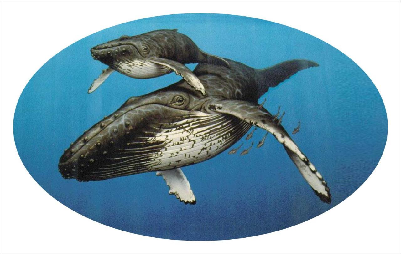 Whispering Whale Hotel Vịnh Vịnh Jacobs Bay Ngoại thất bức ảnh
